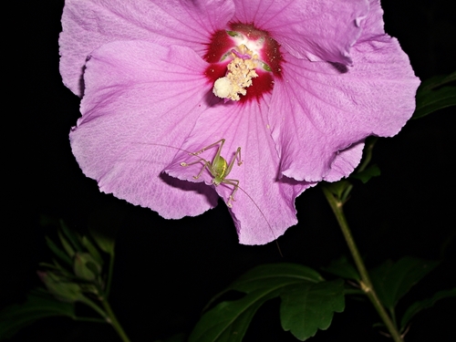 Nahaufnahme Heuschrecke in Hibiskusblüte